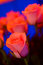Free Beautiful Roses Royalty Free Stock Images - 5197849