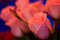 Free Beautiful Roses Stock Photos - 5197883