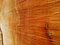 Free A Cut Tree Trunk Royalty Free Stock Images - 5199089