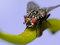 Free Fly With Raindrops Royalty Free Stock Photo - 5199095