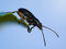 Free Ready To Jump Royalty Free Stock Photo - 5199205