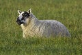 Free Black-Faced Sheep Stock Images - 520634