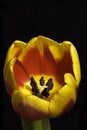 Free Tulip Macro Royalty Free Stock Photo - 520815