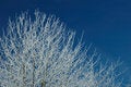 Free Frozen Tree II Stock Photography - 524022