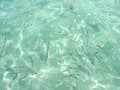 Free Fish Stock Photography - 525492