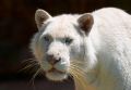 Free Tiger Stock Images - 527224
