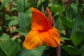Free Bird Of Paradise Royalty Free Stock Images - 527589