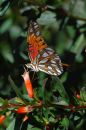 Free Gulf Fritillary Butterfly Eating Nectar Stock Photos - 527833