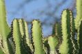 Free Crowded Cactus Royalty Free Stock Photo - 529485
