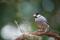 Free Bird On A Branch Stock Photo - 522510