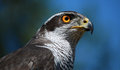 Free Predator Royalty Free Stock Photography - 5200957