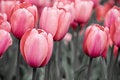 Free Vivid Stylized Tulips Stock Photography - 5202512