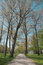Free Park Alley In The Spring Royalty Free Stock Photo - 5200415