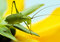 Free Tiny Green Grasshopper Royalty Free Stock Photo - 5201145