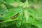 Free Grasshopper Royalty Free Stock Photography - 5201777