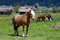 Free Bavarian Horses Stock Photos - 5204293