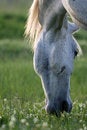 Free Horse On A Farm. Royalty Free Stock Photos - 5210178