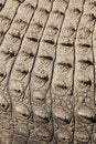 Free Croc Skin Royalty Free Stock Photos - 5212948