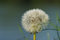 Free Dandelion Macro Royalty Free Stock Photography - 5210667