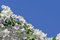 Free Spring Branch. Stock Photos - 5210923