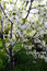 Free Beautiful Cherry Blossom Royalty Free Stock Images - 5210949