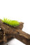 Free Scary Green Caterpillar Royalty Free Stock Photo - 5211545