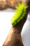 Free Scary Green Caterpillar Royalty Free Stock Images - 5211559