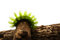 Free Scary Green Caterpillar Royalty Free Stock Images - 5211589
