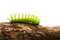 Free Scary Green Caterpillar Royalty Free Stock Photo - 5211595