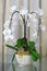 Free Composition With Orchid And Champagne Stock Photography - 5214002