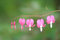 Free Dicentra Spectabillis Flower Royalty Free Stock Photography - 5214877