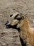 Free Sheep Portrait Stock Images - 5216504