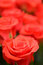 Free Beautiful Roses Background Royalty Free Stock Image - 5216856