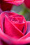 Free Beautiful Roses Background Stock Images - 5217074