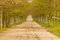 Free Spring In The Tree Alley Stock Photography - 5217872