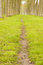 Free Footpath In The Alley Of Trees Royalty Free Stock Photo - 5217945