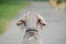 Free Floppy Eared Puppy Royalty Free Stock Images - 5219149