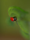 Free Ladybug Stock Photography - 5220182