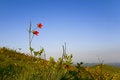 Free Azalea In Sunset Stock Image - 5222501