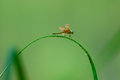 Free Dragonfly Royalty Free Stock Photography - 5224277