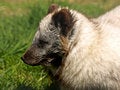 Free ARCTIC FOX - Alopex Lagopus Royalty Free Stock Image - 5224746