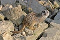 Free Meerkat (mammal) Stock Photography - 5226432