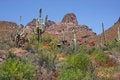 Free Desert Spring Stock Photography - 5227642