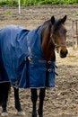Free Working Horse Stock Image - 5227941