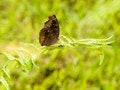Free Butterfly On Frond Of Fern Stock Photography - 5228342