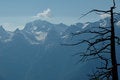Free Dead Larch And Bernese Alps Royalty Free Stock Photo - 5229125