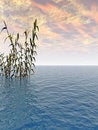 Free Water Plants Stock Image - 5229341
