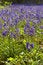 Free English Bluebell Wood Stock Image - 5225311