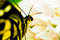 Free Butterfly Stock Images - 5225324