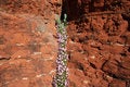 Free Desert Spring Superstition Mountains Stock Photo - 5233010